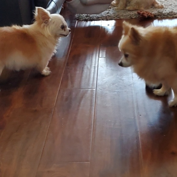 Fossil corduroy skirt sz 10🐾🐶 worn ONCE BENEFITS RESCUE DOGS - Picture 5 of 8